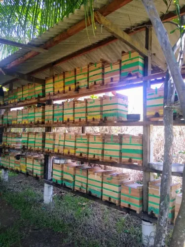 Caixa de abelhas para produção de mel