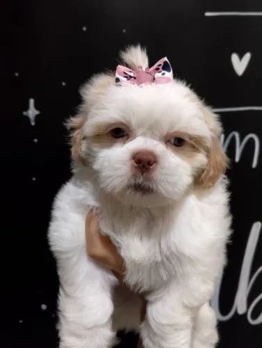 ShihTzu Mansos e Carinhos, Amor a primeira Vista!