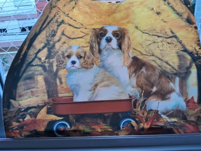 Linda Gravura  para Quadro. Material Plástico Firme - Motivo Cachorrinhos