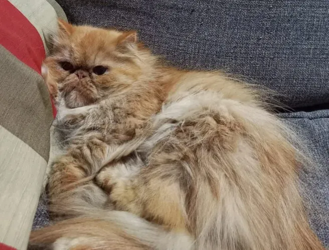 Gata persa red