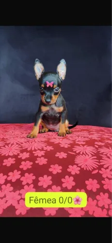 Pinsher com 60 dias vermifugado 
