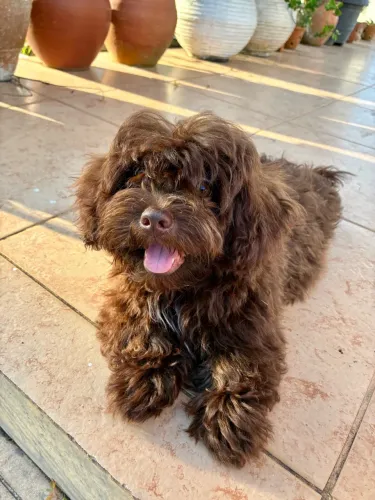 Filhote Cockapoo