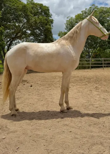 Cavalo Mangalarga Marcha Picada
