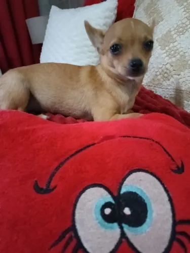 Vendo filhote de..
