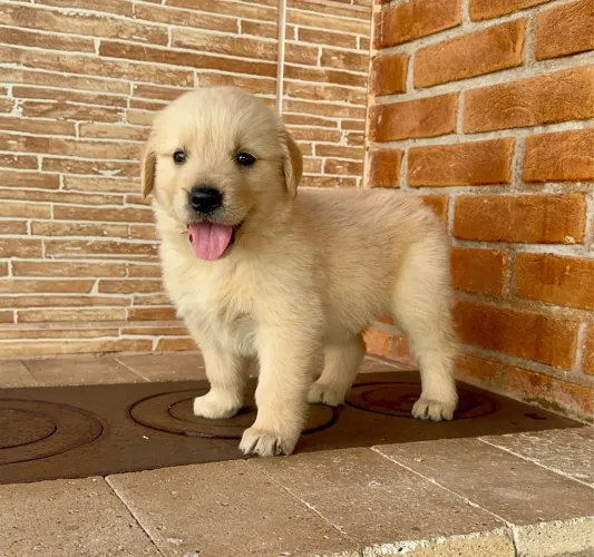 Golden Retriever Filhote - Excelente Temperamento