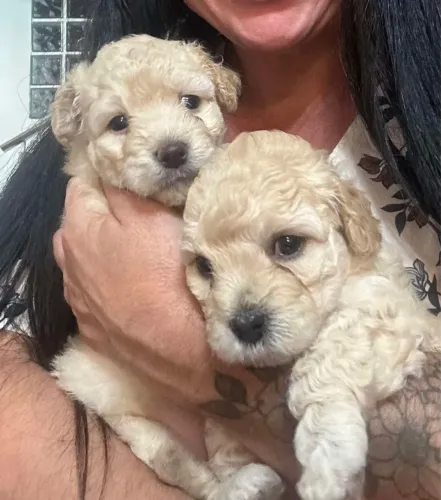 Troco poodle fêmea da mesma raça e sexo
