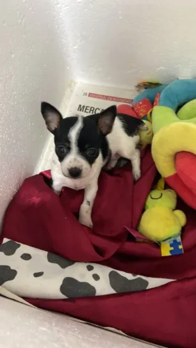 Vendo filhote fêmea de Pinscher bem pequena, Ipatinga
