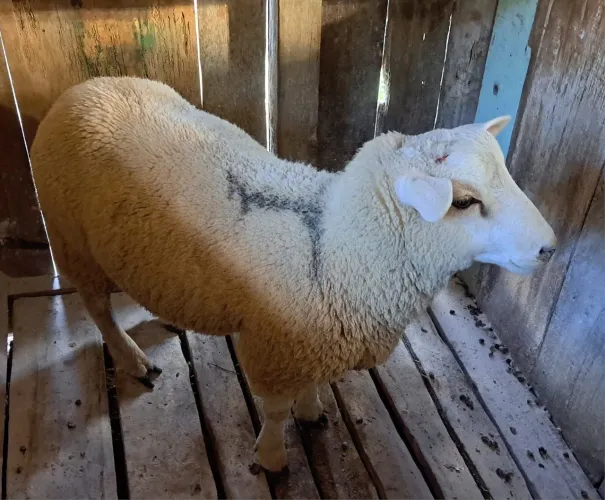 Bode Raça Texel PO