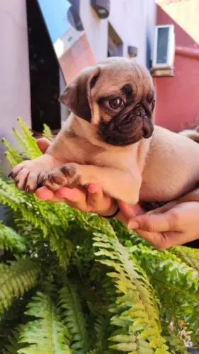 Pug,Pug Filhote Linda Linhagem Disponível