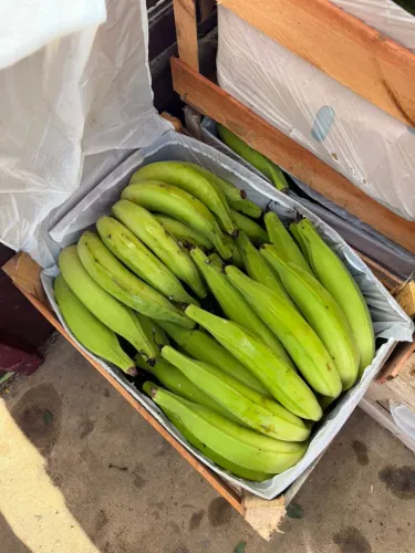 Bananas graviolas e cacau