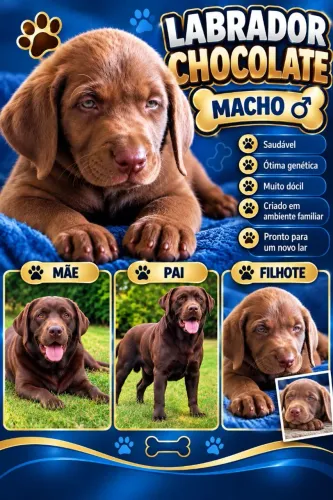 Labrador Caramelo
