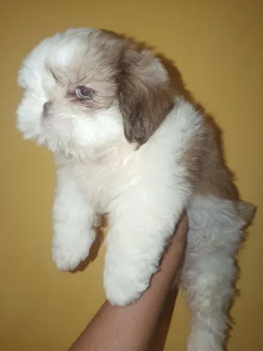 Shitzu macho 