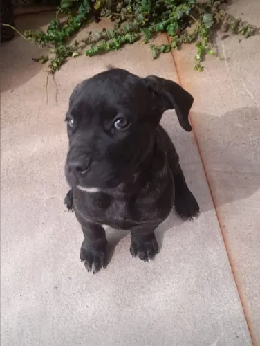 Filhote FÊMEA da raça CANE CORSO pura