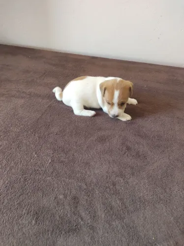  Casal de filhotes Jack Russell, o cachorro do filme o máscara R$ 3.000,00 valor cada um