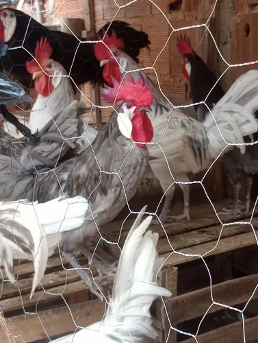 Galos pra vende