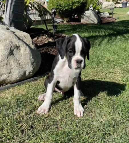 Boxer,Boxer Filhote Pronto Para Novo Lar