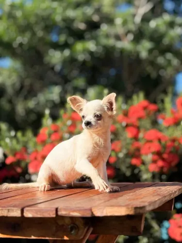 Vendo Chihuahua fêmea 