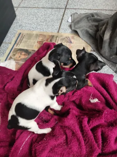 Cachorro pinscher