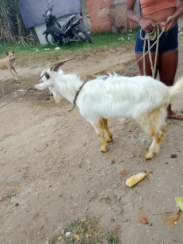 Vendo um bode grande branco com 7 meses de vida