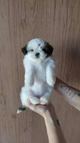 Filhotes de shih tzu