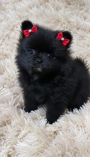 Spitz alemão fêmea pretinha 
