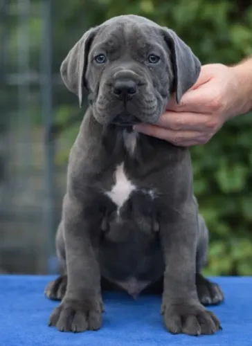 Cane Corso,Cane Corso Filhote Muito Amoroso e Dócil