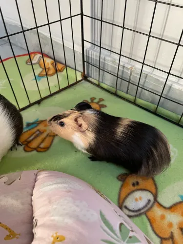 Porquinhos da índia