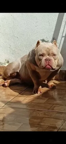 American Bully