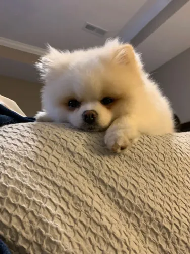 Spitz Alemão