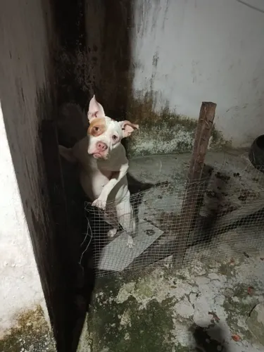 Cachorro 