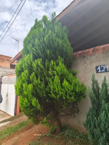 Planta Pinheiros