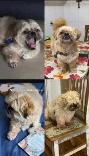 Shitzu macho adulto