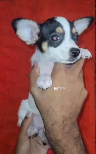 Pinscher