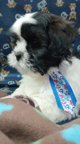 SHIH TZU MACHO 