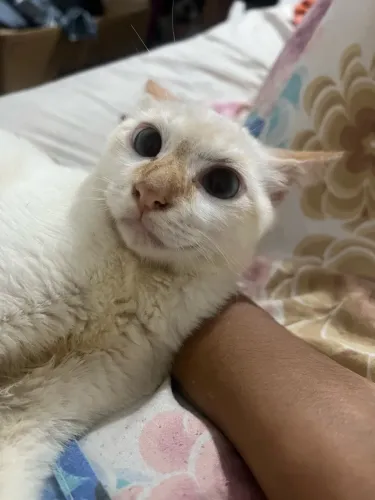 Gatos para doação 