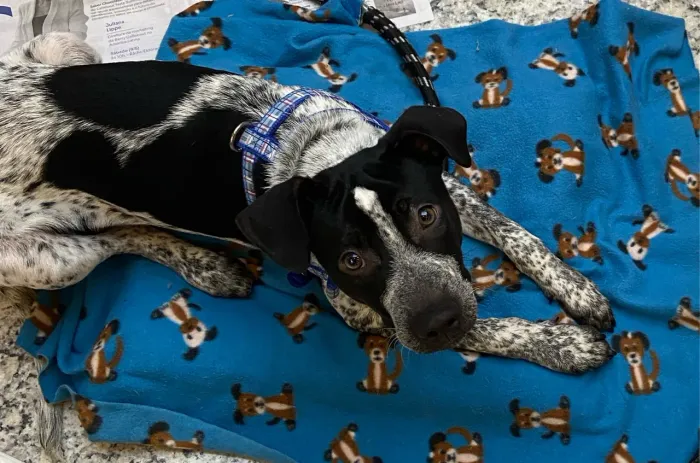 Doação de cachorro