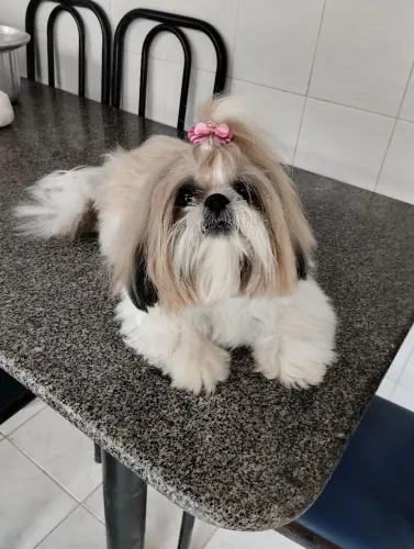 Shih tzu PURAS FÊMEAS