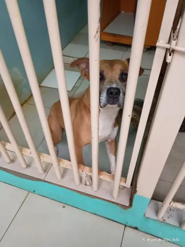 Cão para doação 