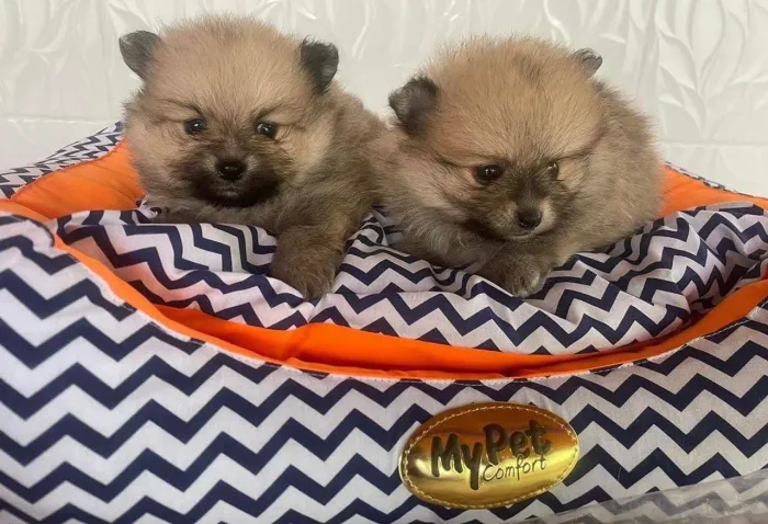 Lulu da Pomerânia simplesmente perfeito