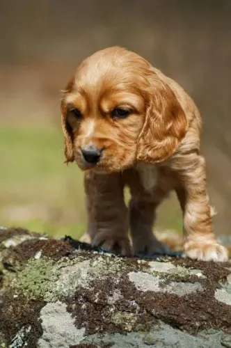 Cocker Spaniel Muito Carinhoso