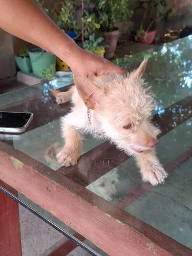 Vende-se filhote de pincher com poodle