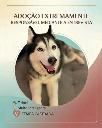 ADOÇÃO RESPONSÁVEL