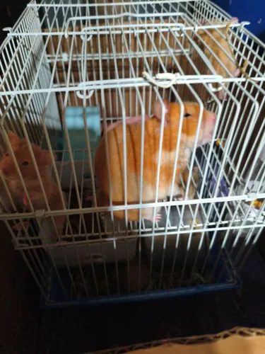 Sírio hamster