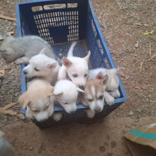 Lindo filhotes de Husky siberiano