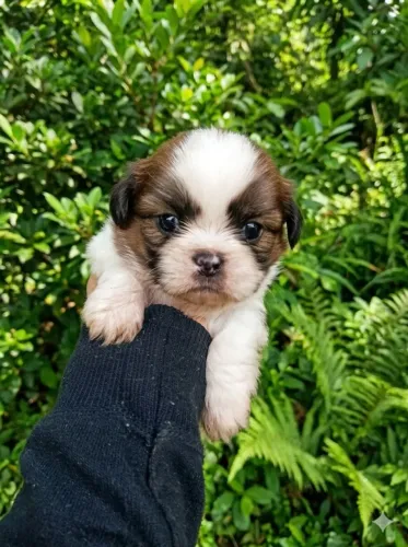 Lindos Filhotes de Shih Tzu Macho Disponíveis!