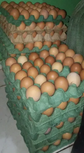 Ovos caipira fresquinhos 