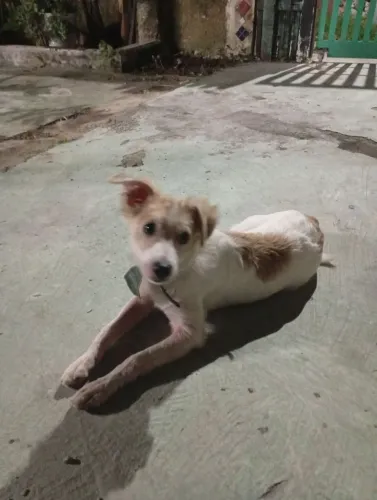 DOAÇÃO DE CACHORRO