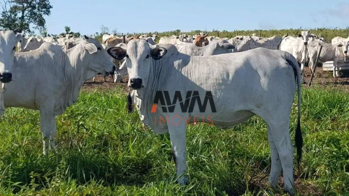 Fazenda à venda, m² por R$ 60.000.000,00 - Fazenda - Paranatinga/MT