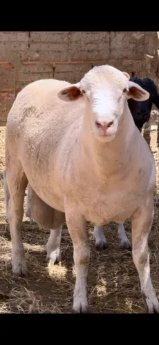 CASAL DE OVELHAS WHITE DORPER