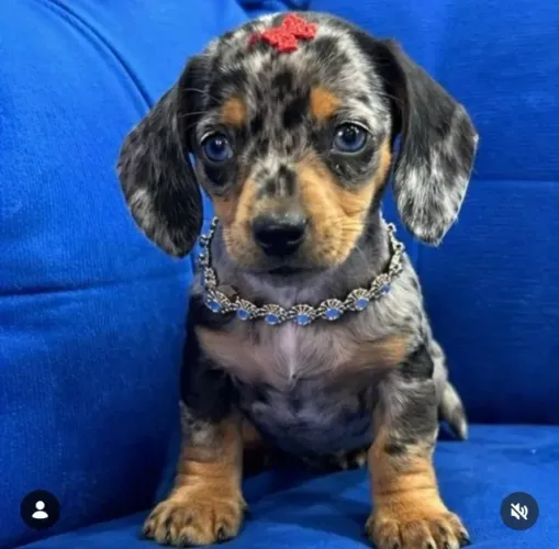 Dachshund